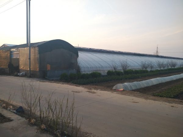山東日光溫室